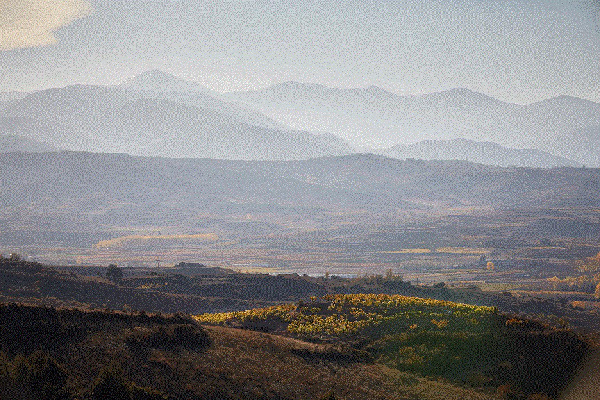 Bodegas Montecillo vineyards