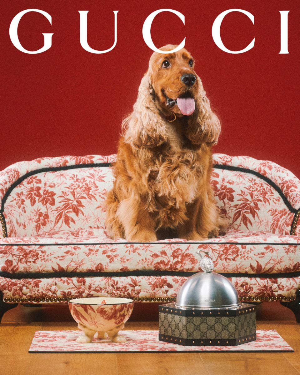 Gucci pet collection