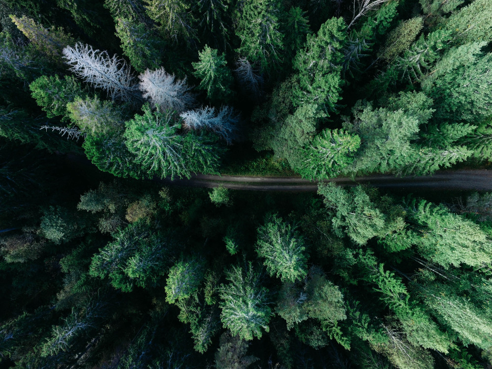 Sweden remote forest path