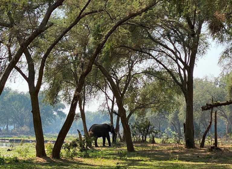 African Bush Camps Zambia luxury safari camp