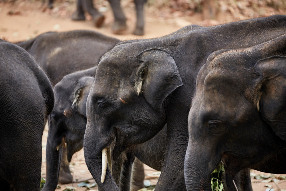 elephant sri lanka excursion national park