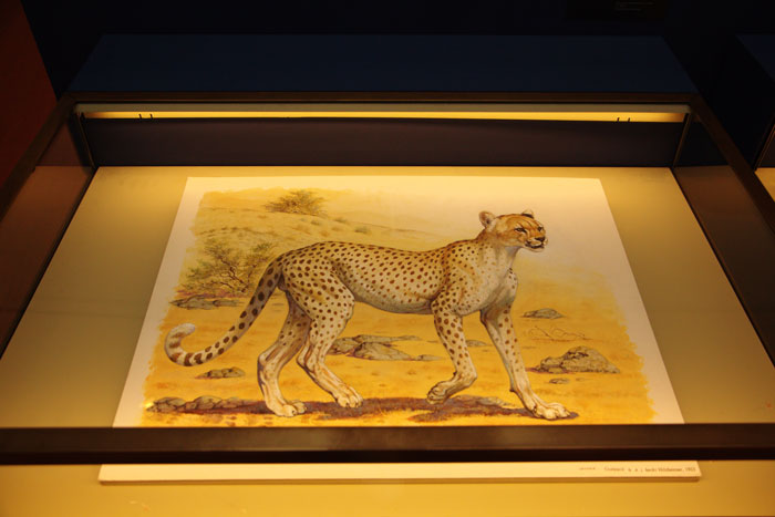 Hermes exhibition Fierce and Fragile: Big Cats in the Art of Robert Dallet