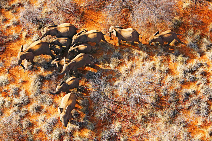 Elephant herd at Venetia Limpopo Nature Reserve