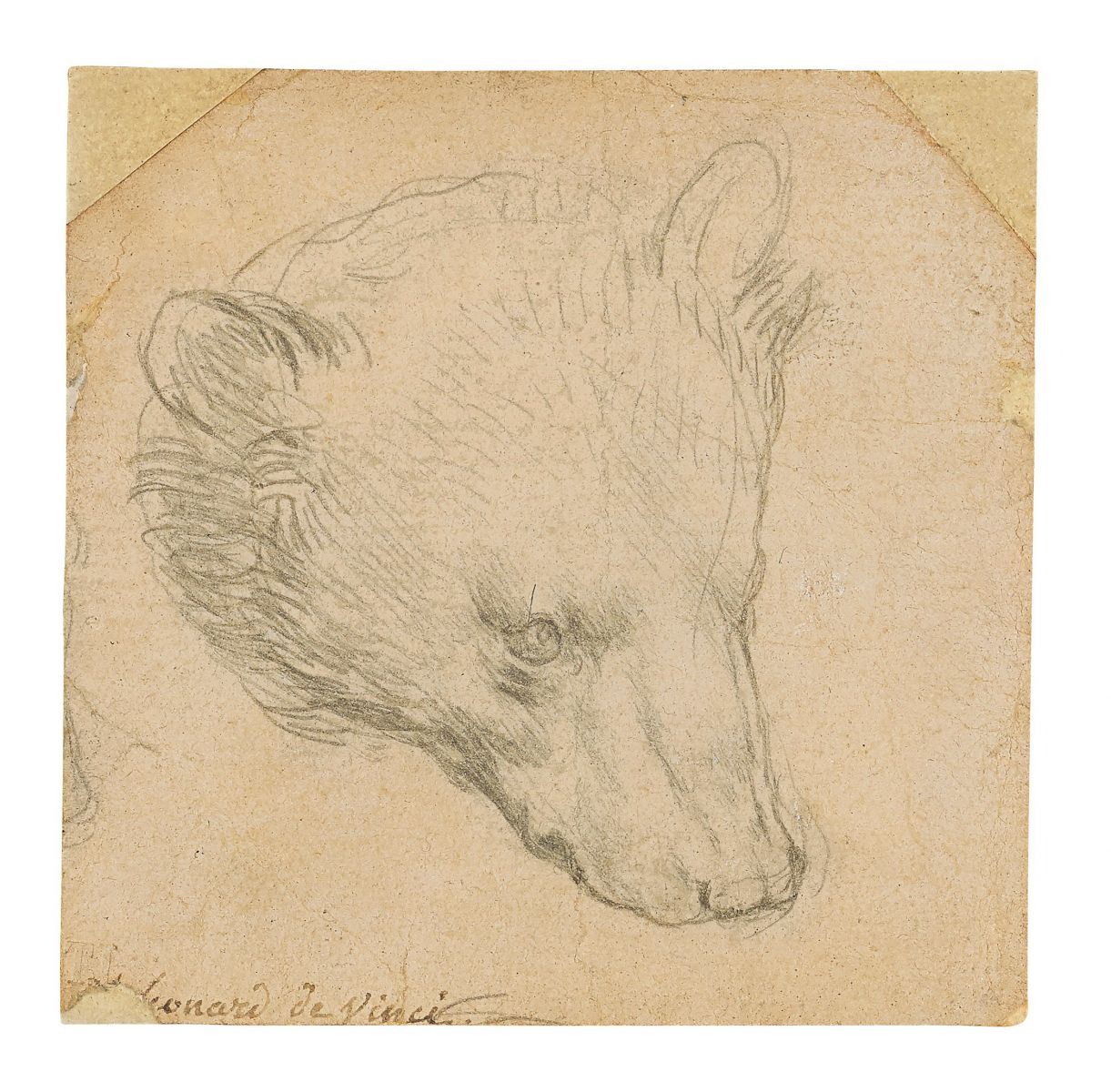 Leonardo da Vinci Head of a bear